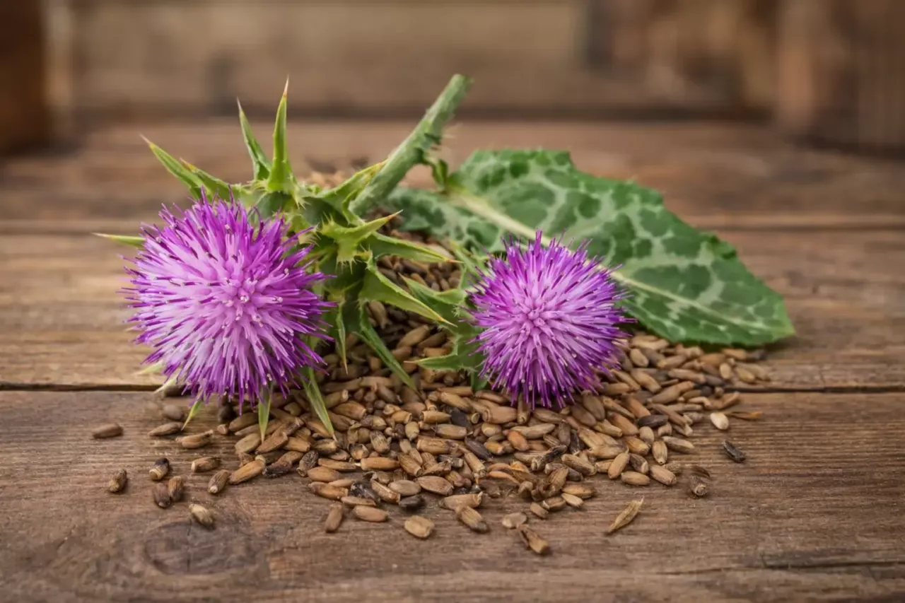 Силимарин – что это: простое решение для защиты печени